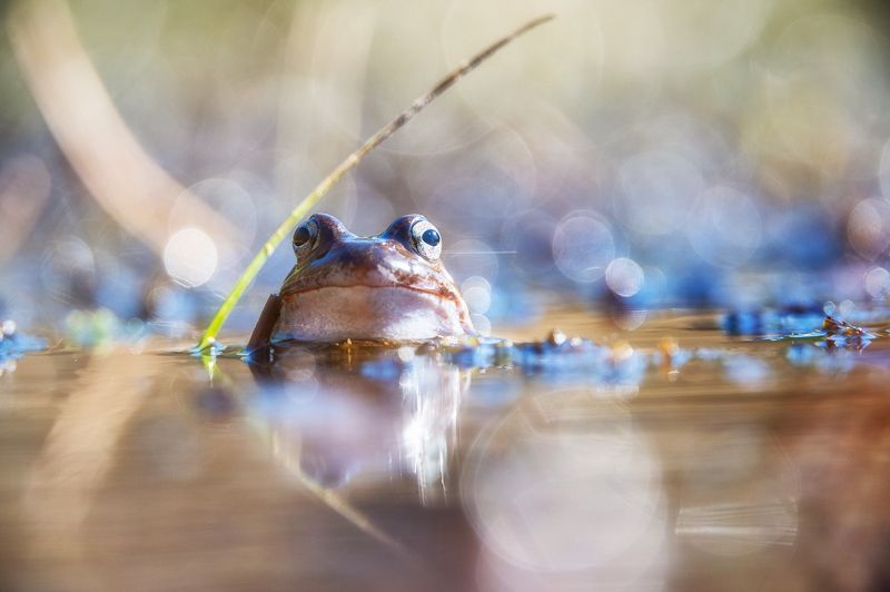 Frogphoto preview