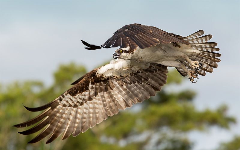 скопа, osprey, florida, флорида, хищные птицы Osprey - Скопаphoto preview