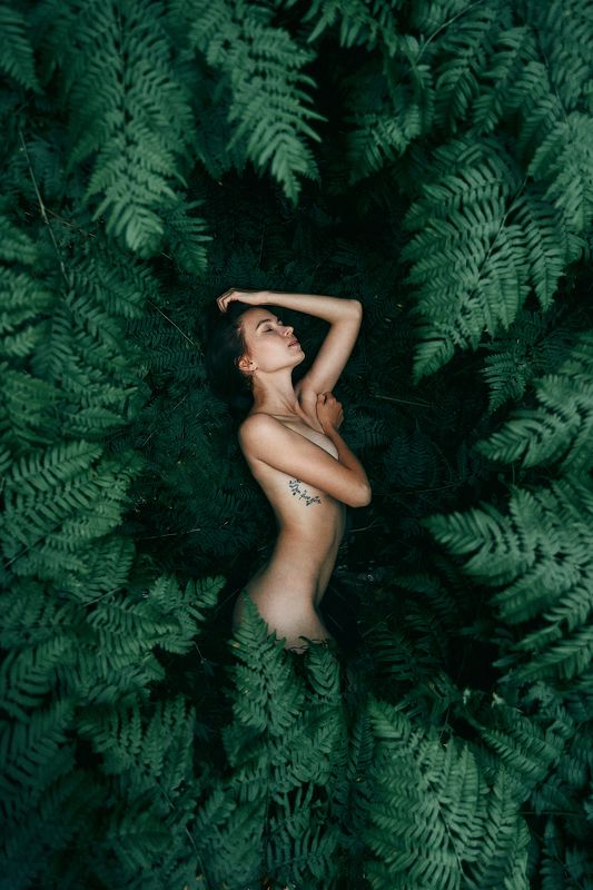 Папоротникphoto preview