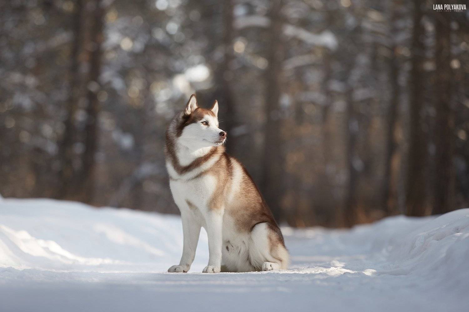 собака, хаски, зима, Лана Полякова