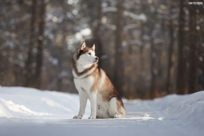 собака, хаски, зима photo preview