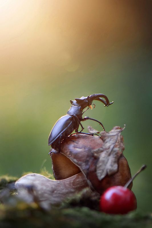 макро, макро фото, жук-олень, жуки, насекомые, вчувствование, макро истории, насекомые, \'One Day the Sun Will Shine on You\' /photo preview