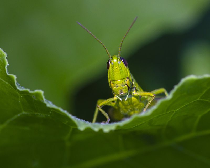 макро, природа, лето, насекомые, кузнечики, трава,растения Трибунphoto preview