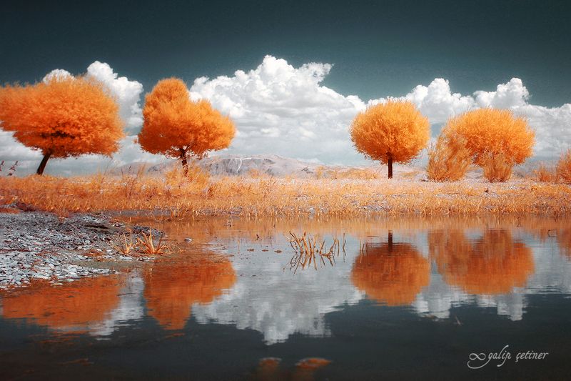 landscape, tree, trees, infrared, cloud Infrared treesphoto preview