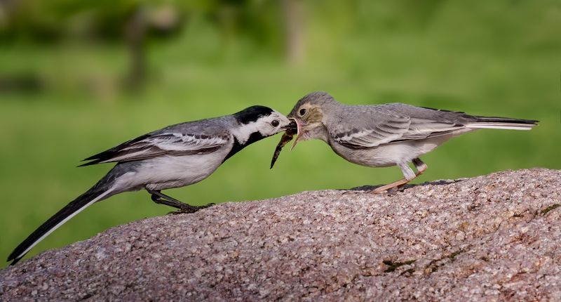 птица, серая трясогузка, птенец, слёток, белая трясогузка с малышом..photo preview