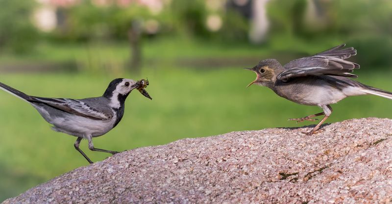 птица, серая трясогузка, птенец, слёток, белая трясогузка с малышом..photo preview