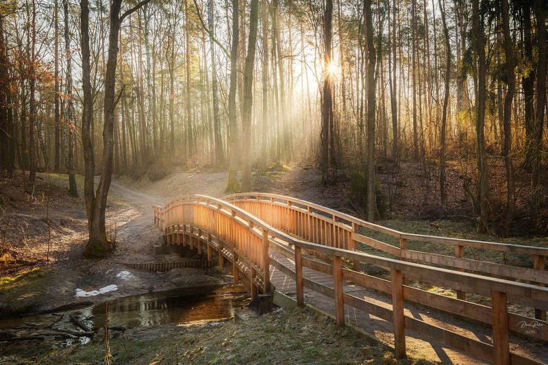 Magic morningphoto preview