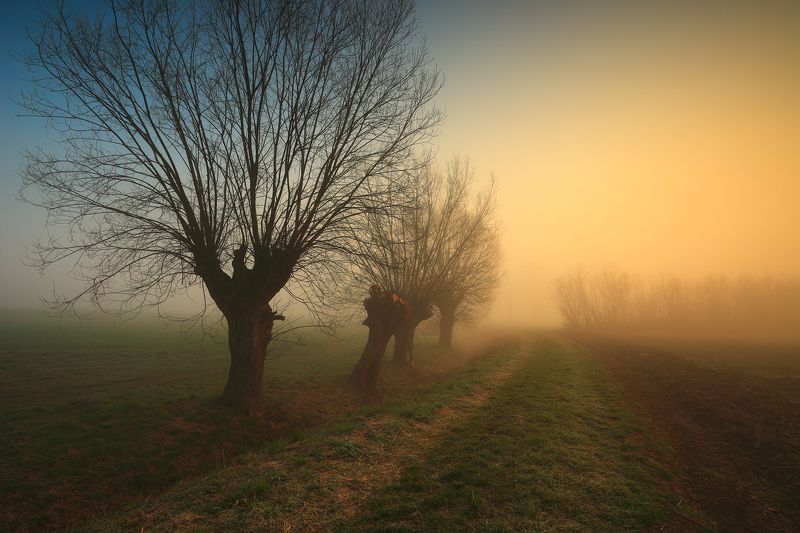 march, morning, sunrise, tree, willow, mist, fog, mood, spring, Marchphoto preview