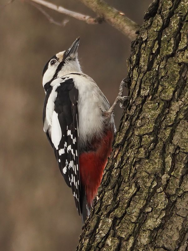 стучать или не стучать, мучительный вопросphoto preview