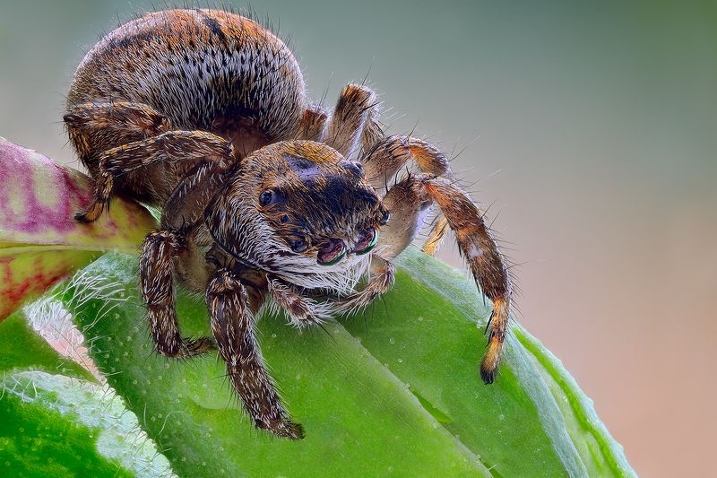irass, waledzik, nat geo, olympus, close up, macro, extreme macro, spider, макро Evarcha arcuata.photo preview