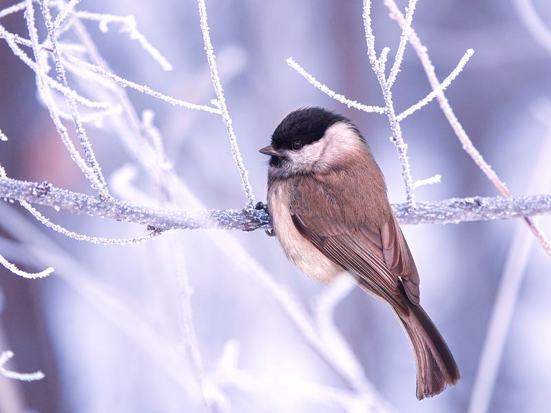 птица, зима, ветки, изморозь. А мне и не холодно! фото превью