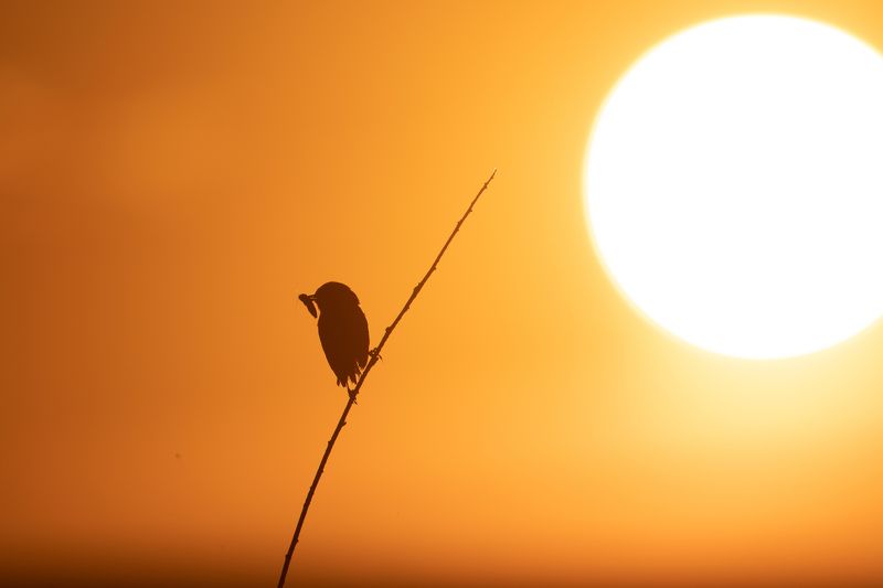 природа, животные, птица Утро с добычейphoto preview