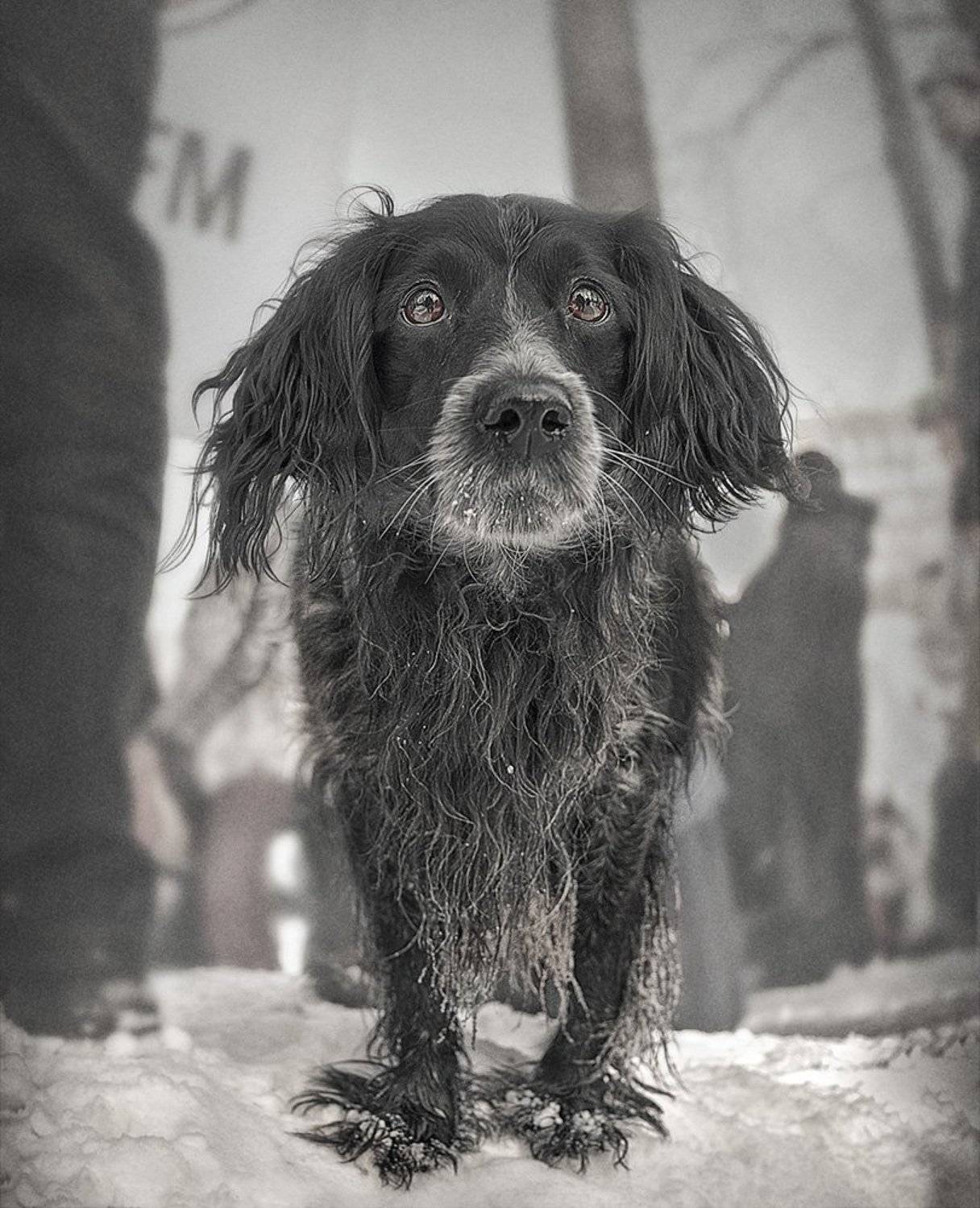 , Александр Поляков