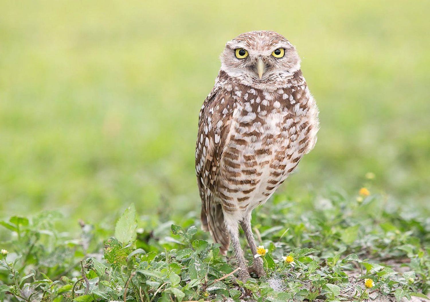 кроличий сыч, florida, burrowing owl, owl, флорида,сыч, Elizabeth Etkind