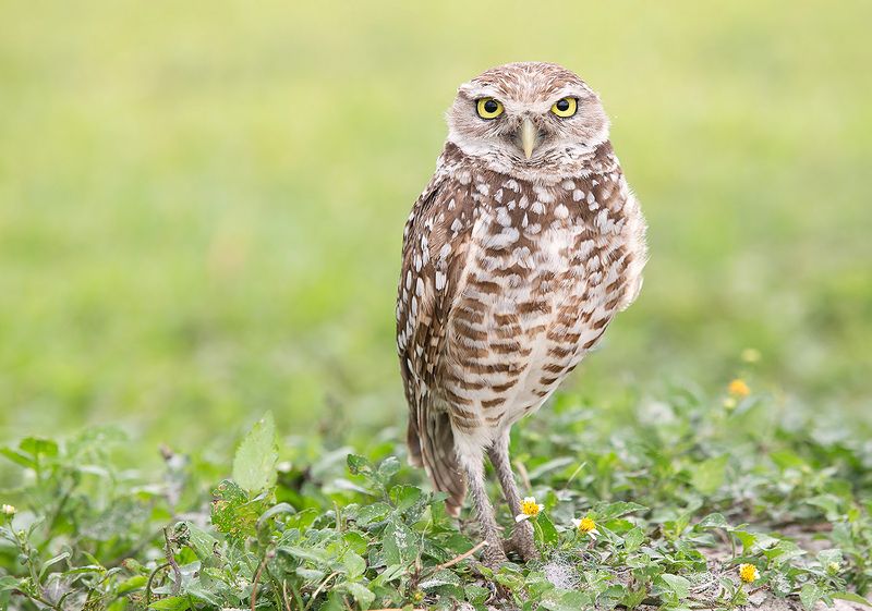 кроличий сыч, florida, burrowing owl, owl, флорида,сыч Burrowing Owl - Кроличий сычphoto preview