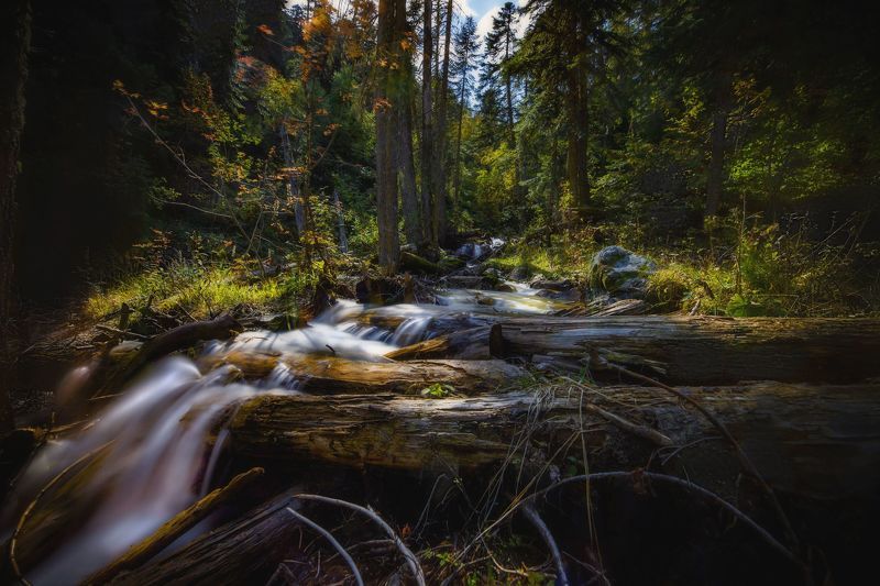 пейзаж, горы, кавказские горы, природа россии, архыз, На прогулке в лесуphoto preview