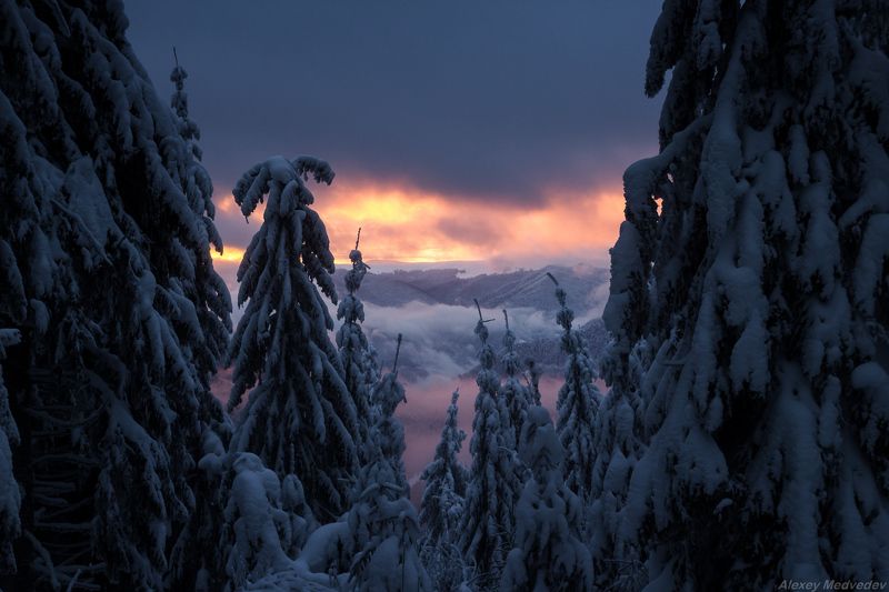 гори, закарпаття, зима, карпати, свидовець, смереки, сутінки, лопухів Сонныеphoto preview