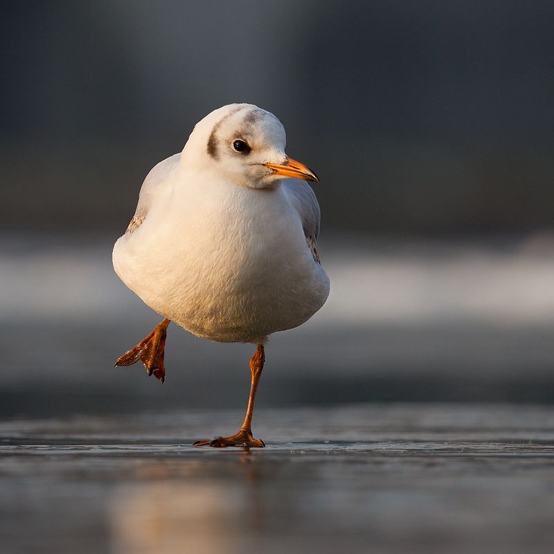 Gull in winter фото превью