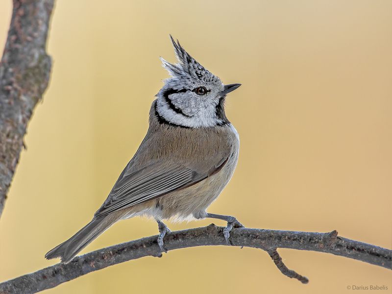 Птицыphoto preview