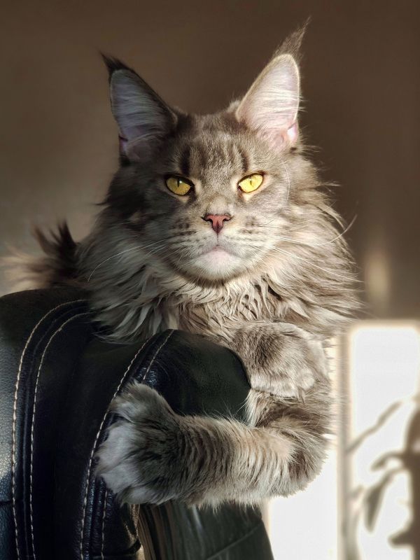 Шанельphoto preview