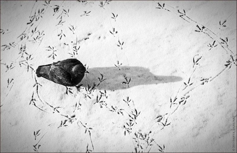 голубь, чб, следы, зима, тень, чернобелое, птица, animal, bnw, blackwhite, dove, bird Запутался..photo preview