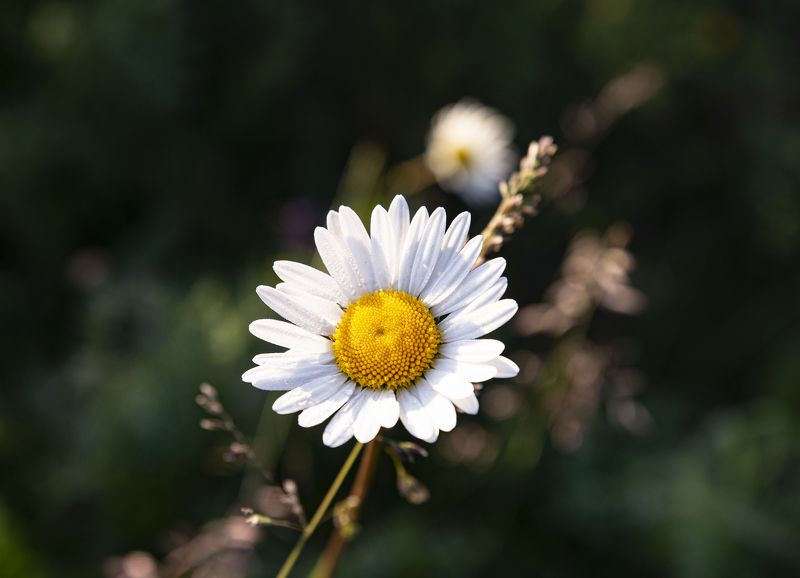 Ромашка -символ солнышкаphoto preview