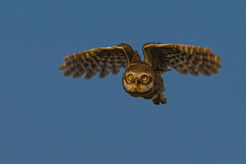 spotted, owl Let Me Fly...................!photo preview