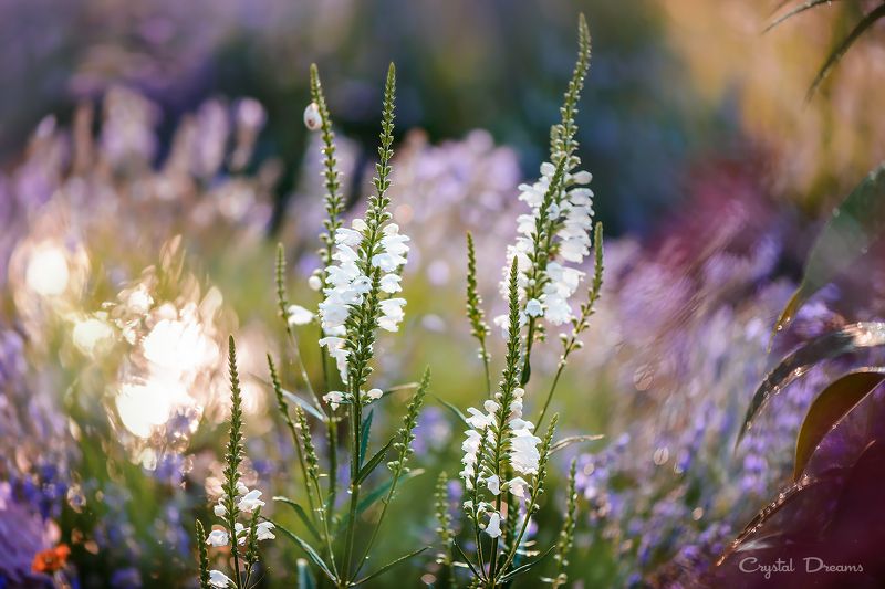crystal dreams, macro, summer, color, art, nature \