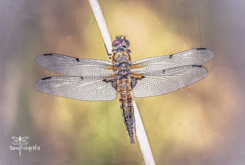 Libellula quadrimaculata - Ważka czteroplama .photo preview