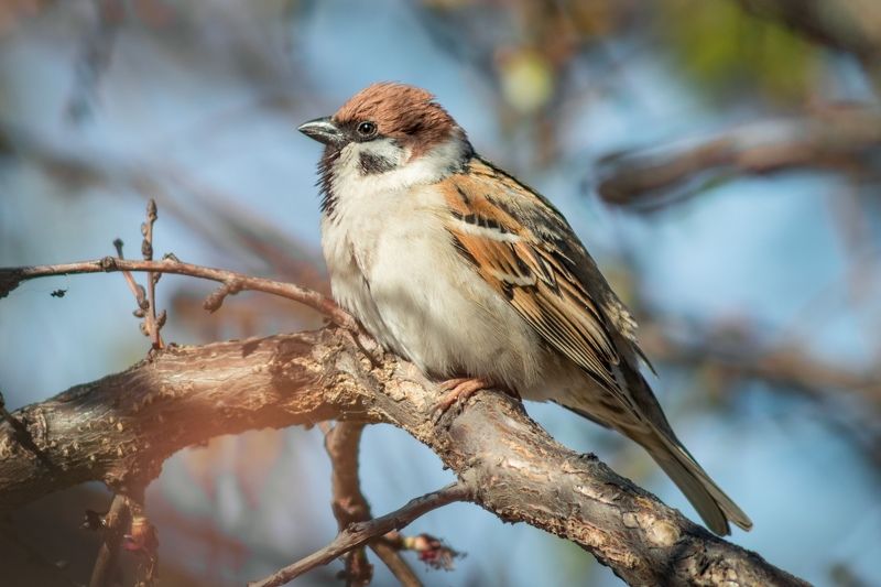 Птичка-2 фото превью
