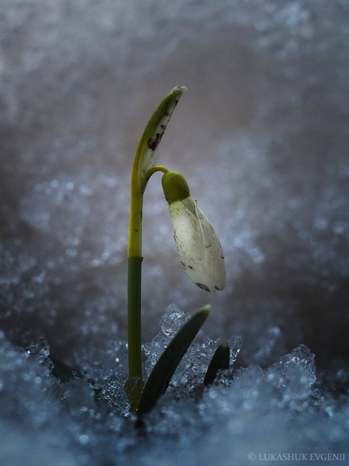 , Евгений Лукашук
