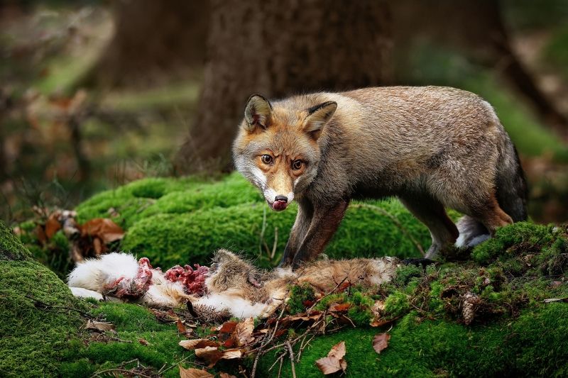 Bon Appetitphoto preview