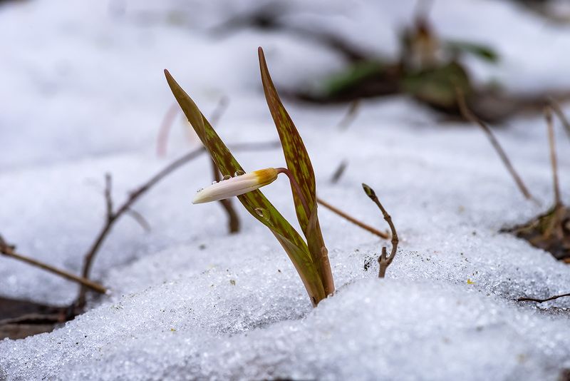 Вопреки, ибо....photo preview