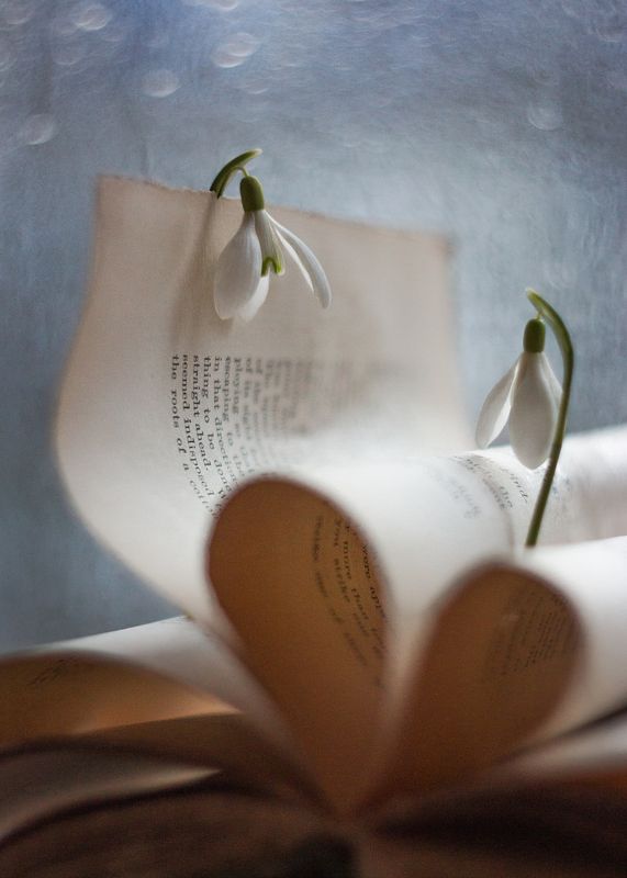 театр, азбука любви, старый объектив гелиос 44 (13 лепестков), подснежники, нежность, весенние зарисовки, ирина горюкина,беларусь Театр.Азбука любви.. фото превью