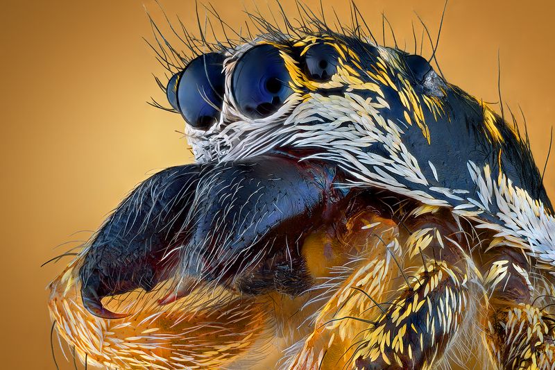 irass, waledzik, nat geo, olympus, close up, macro, extreme macro, макро Salticus scenicus.photo preview