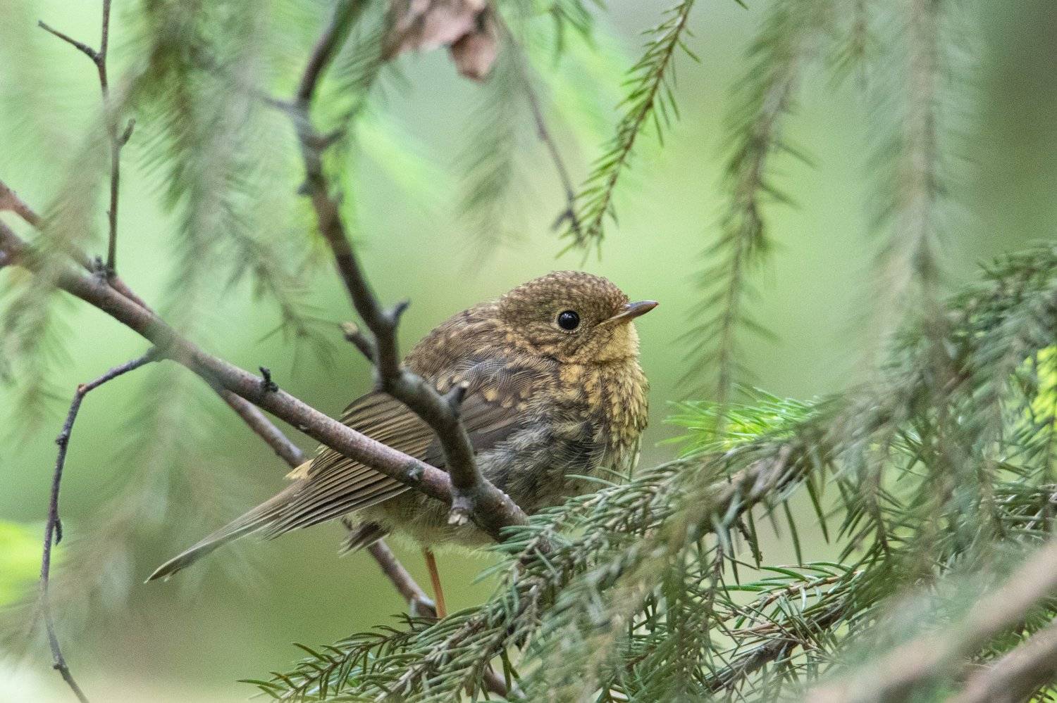 природа, птицы, животные,, Цветков Сергей