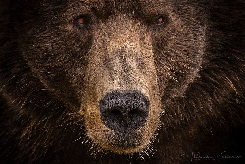 МЕДВЕДИ КАМЧАТКИphoto preview