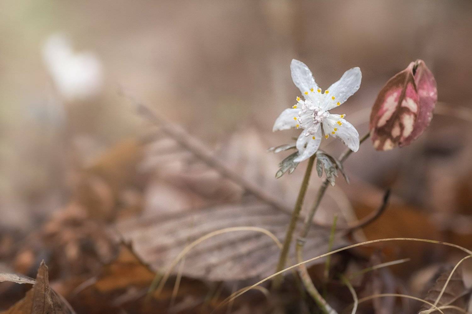 ***. Автор: Шинкарева Елена , Шинкарева Елена