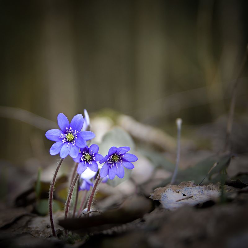 весна, сестрорецк, заповедник, заказник, красиво, цветы, натюрморт, питер Весна идёт.photo preview