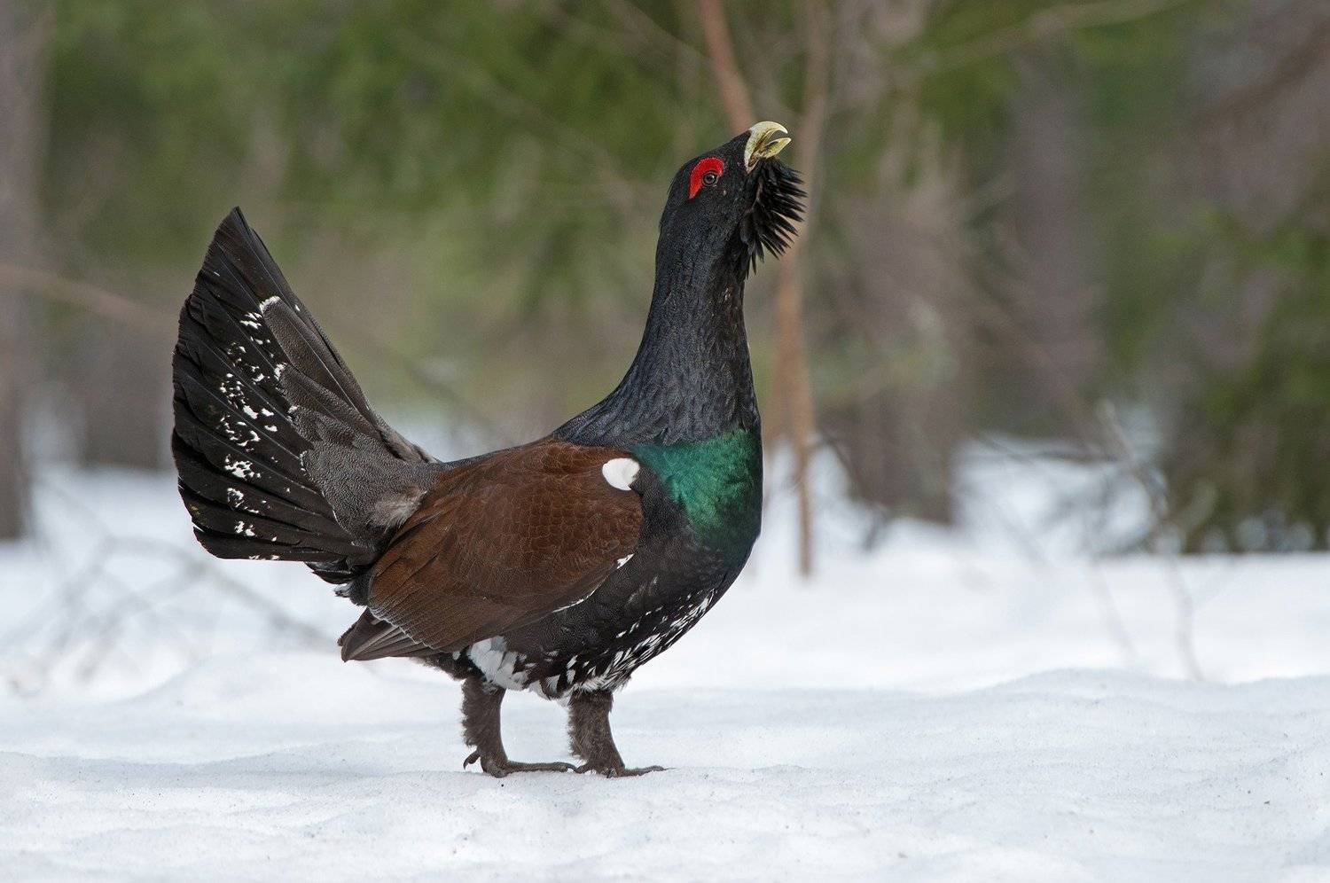 Глухарь. Автор: Сумников Алексей , Сумников Алексей
