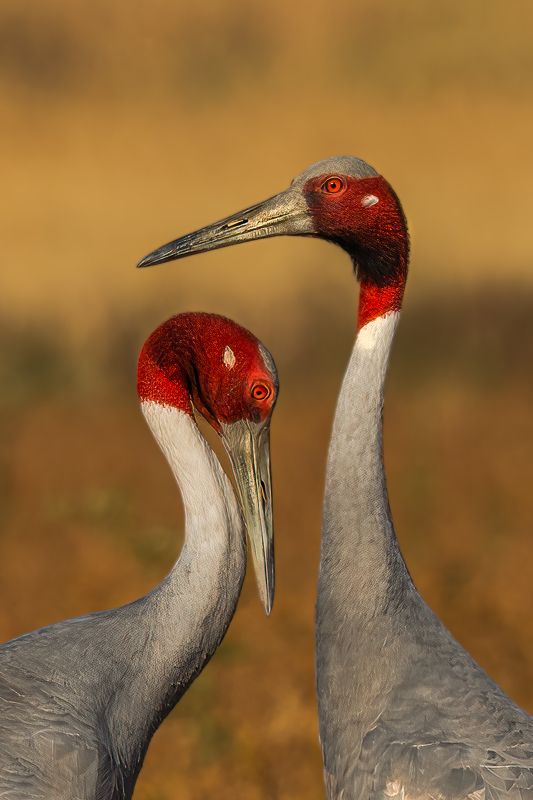 #BIRDS #INDIA #INDORE #SARASCRANE #CRANE #INDIANBIRDS #BIRDSOFINDIA LIVING TOGETHER photo preview