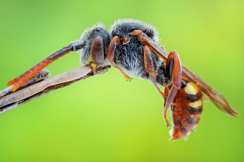 irass, waledzik, nat geo, olympus, close up, macro, extreme macro, макро Nomada Bee.photo preview