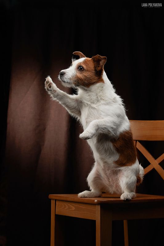 собака, студия, джекрассел Кофе этому стулику!photo preview