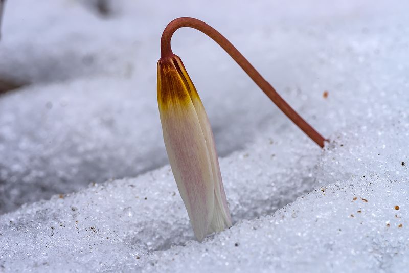 Печальphoto preview