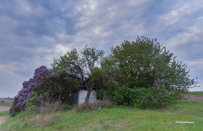 Сиренивое настроение.....photo preview