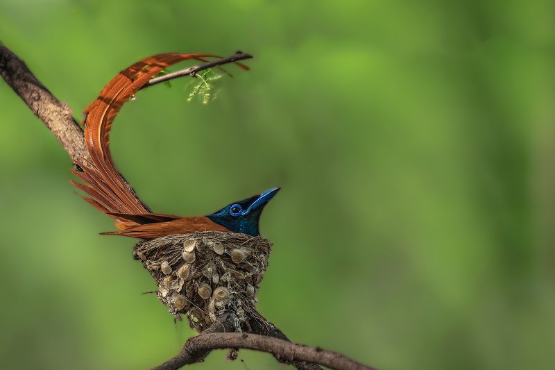 #birds Its Ok ...Hope all is well ....photo preview