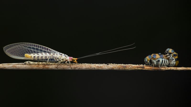 #macro#colors#mating#lacewing#bettle Don\'t Worry About Me, Just Enjoy Yourself!photo preview