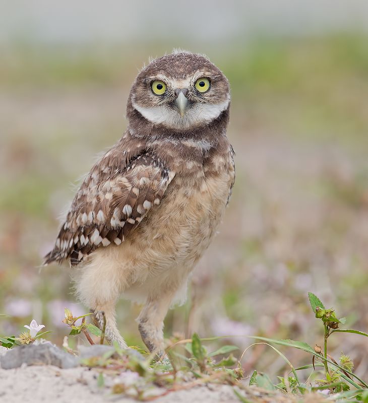 кроличий сыч, florida, burrowing owl, owl, флорида,сыч Cыч - Young Owlphoto preview