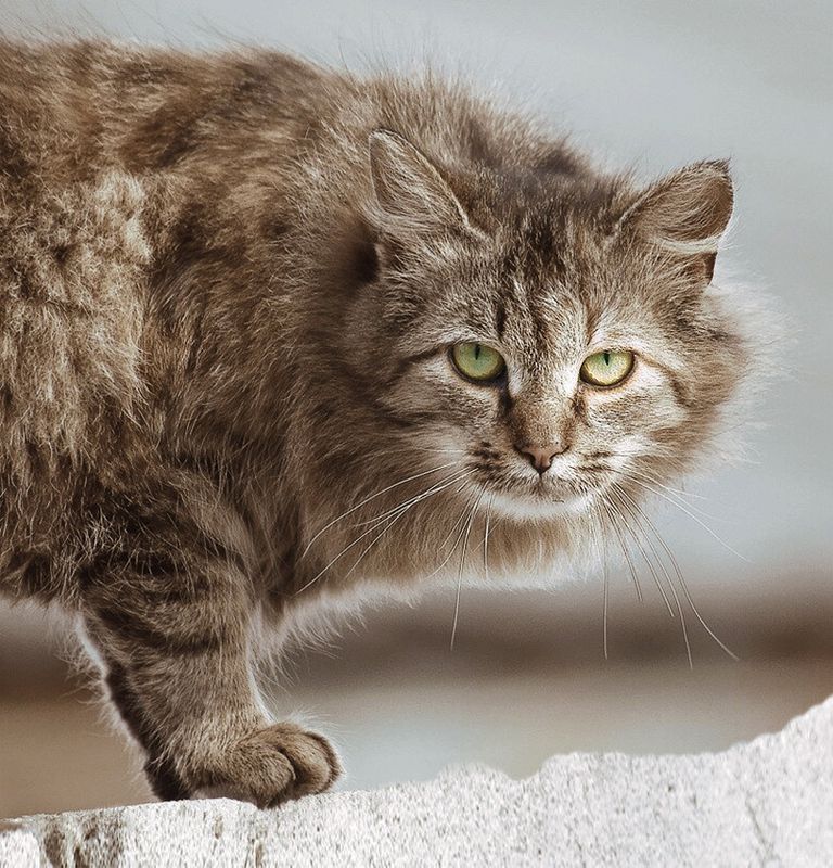 Тиграphoto preview