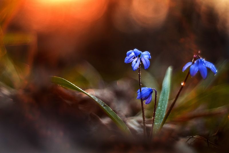 макро, цветы, вчувствование, созерцание, тишина, лес, первоцветы, природа  \'Hold on to You\'/\'Держаться за Тебя\'photo preview